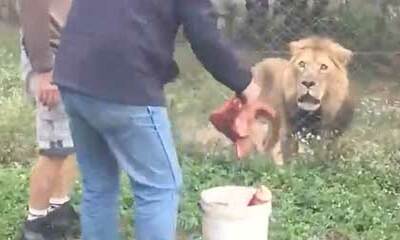 Un lion préfèrerait manger un plus gros morceau Koideneuf Actu fun et