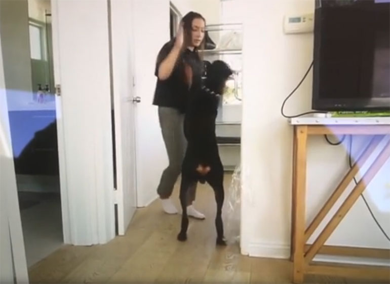 Youtubeuse maltraite doberman